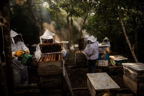 蜂蜜 | 天然食品原料